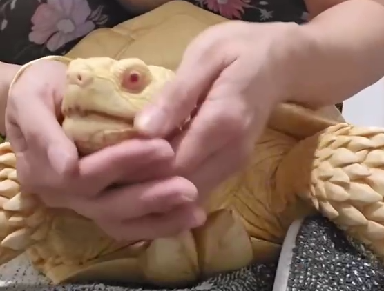 В Австралии появилась на свет редкая морская черепаха-альбинос. Фото: соцсети