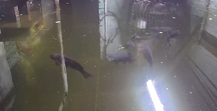 В Сибири женщина завела в вечно затопленном подвале многоквартирного дома карпов. Фото: t.me/mash_siberia