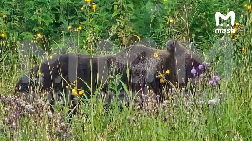 В лесах Подмосковья размножились медведи, их количество выросло в 5 раз за год. Фото: @breakingmash