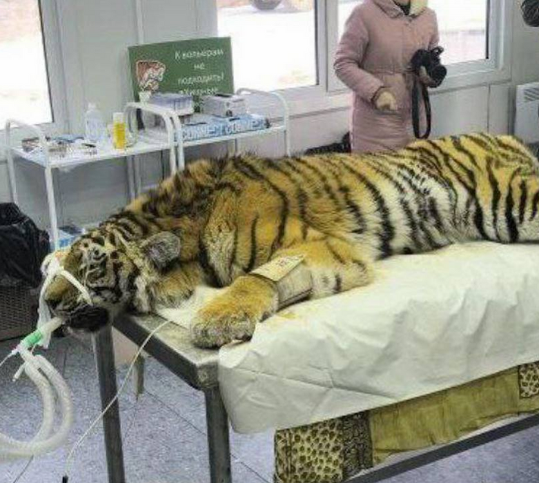 В Приморье поймали и спасли истощенную тигрицу со сломанной лапой. Фото: t.me/amur_mash