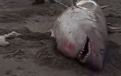На Сахалине рыбаки поймали акулу, которая съедала их улов. Фото: t.me/amur_mash