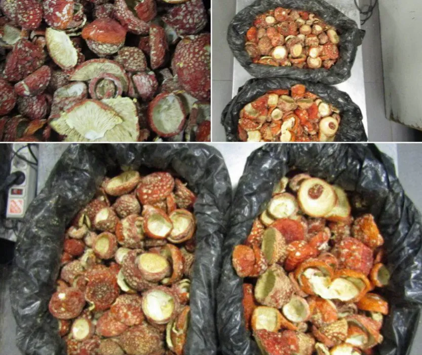 Под Питером таможенники поймали эстонцев, которые везли к себе 10 кг мухоморов. Фото: t.me/mashmoyka