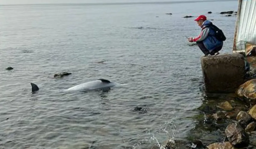 После выброса мазута на берега Анапы стало выбрасывать мертвых дельфинов. Фото: t.me/kub_mash