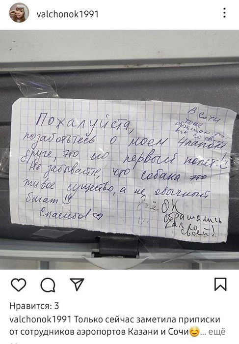 Милая переписка хозяйки Симбы и сотрудников двух аэропортов. Фото: @mash_iptash