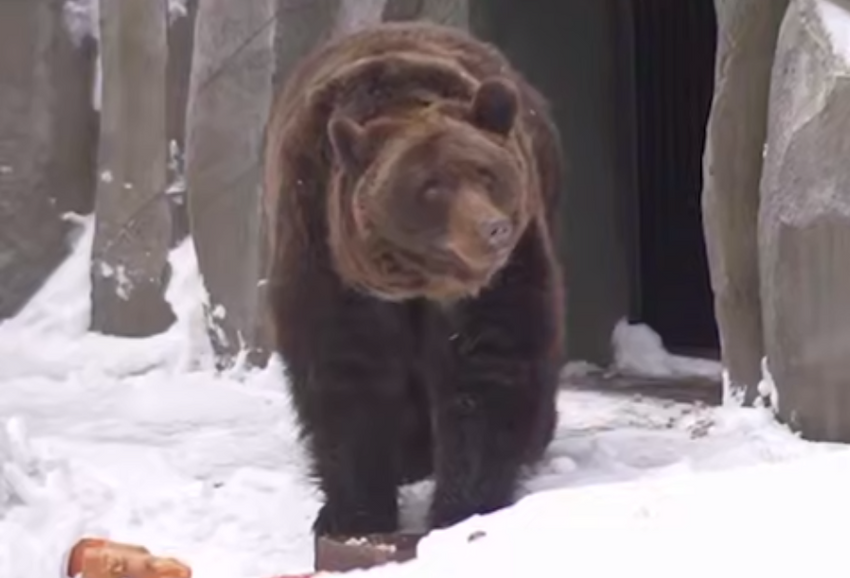 В зоопарке Новосибирска медведь очнулся от спячки и не поверил, что уже весна. Фото: t.me/mash_siberia