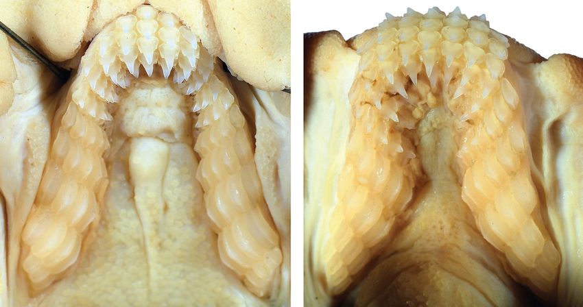 Фото: MDPI.com