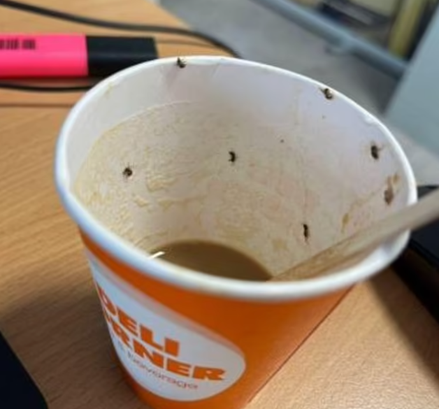 Кофе с насекомыми. ФОТО: DAILYMAIL.CO.UK