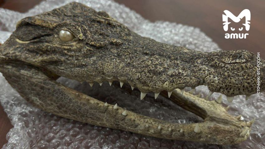 Хабаровчанин привез из Вьетнама голову крокодила, но ее законно отобрала таможня. Фото: t.me/amur_mash