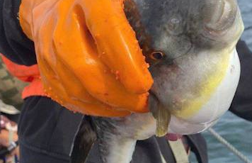 Побережье Сахалина атаковали смертельно ядовитые тропические рыбы фугу. Фото: t.me/amur_mash