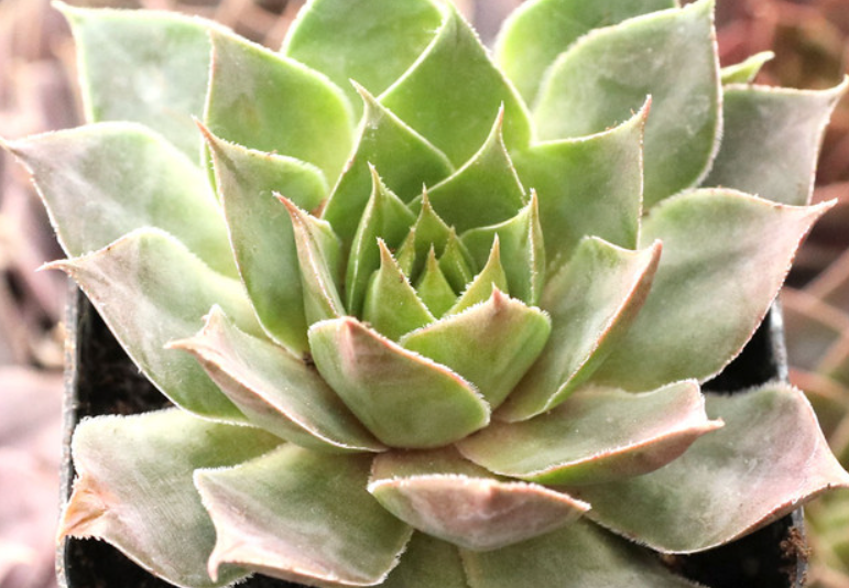 Фото: mountaincrestgardens.com