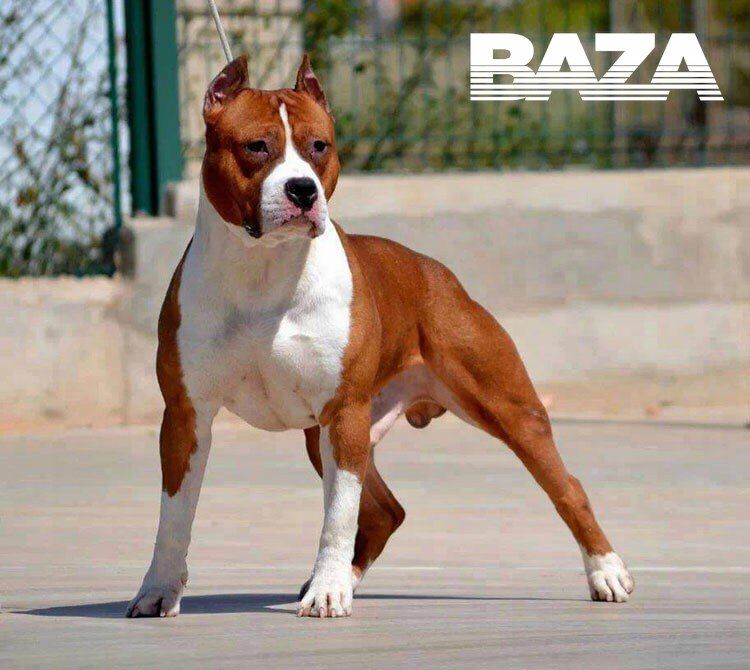 Под Пермью бойцовский пес напал на пенсионерку, ей ампутировали часть ноги. Фото: t.me/bazabazon