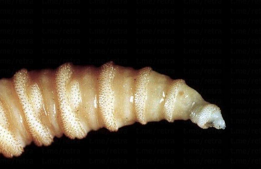 В Техасе началось нашествие мух, которые поедают живую человеческую плоть. Фото: cbsnews.com