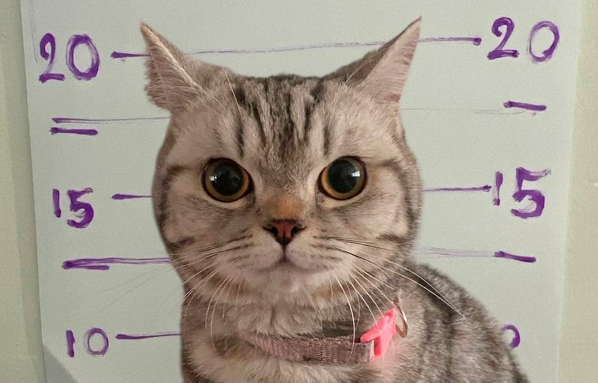 В Бангкоке потерявшаяся кошка покусала полицейских, которые пытались ее спасти. Фото: t.me/shot_shot