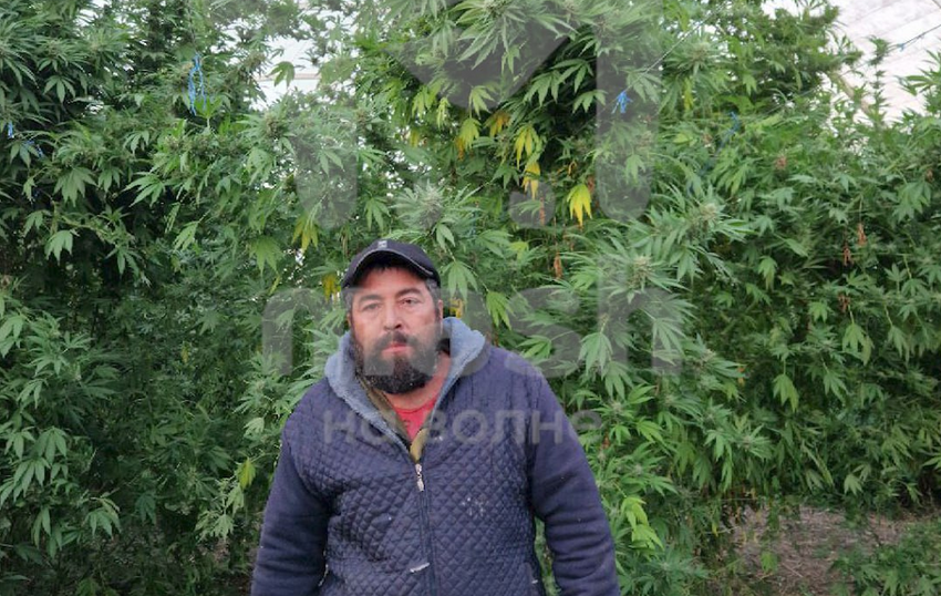 В Крыму мужчина в теплице вырастил шестиметровый куст конопли. Фото: t.me/mash_na_volne