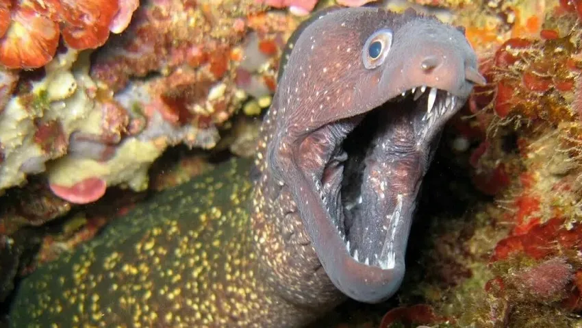 В Египте мурена прямо на пляже напала на туриста из России, прокусив ему ногу. Фото: соцсети