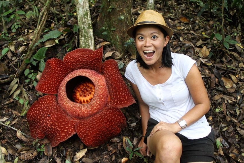 Rafflesia arnoldii - паразит! Фото: diytravelhq.com