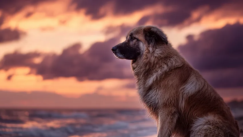 Если вам снится огромный, но добрый и ласковый пес, это великолепный знак. Фото сгенерировано нейросетью Midjourney