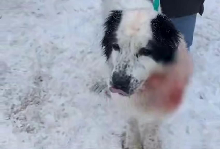 Под Нижним Новгородом живодер изрезал своего алабая ножом и выкинул на улицу. Фото: t.me/mash_nimash