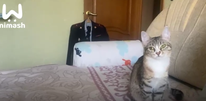 Дося обрела дом. Фото: NiMash