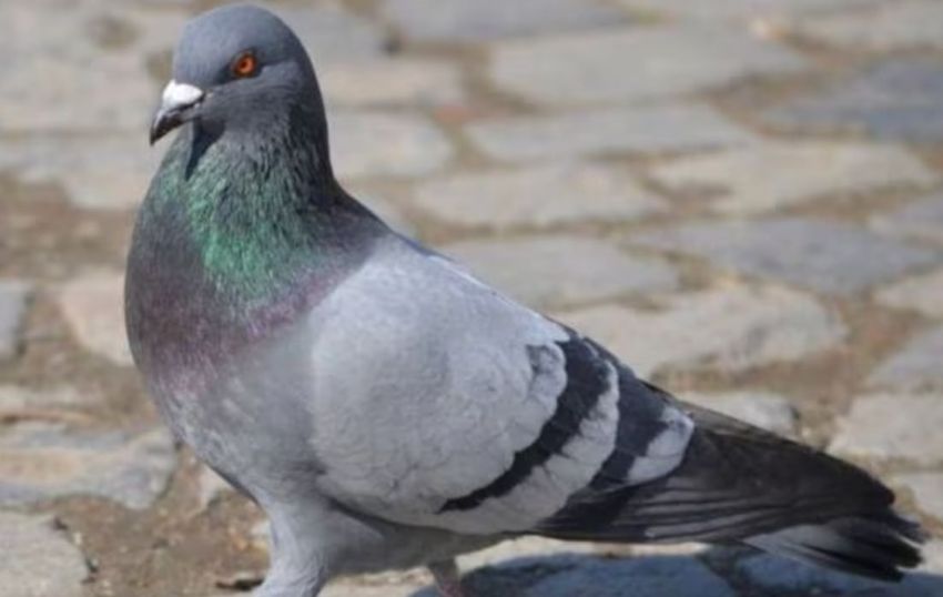 В Индии задержали голубя, который «угрожал» взорвать железнодорожную станцию. Фото: t.me/shot_shot