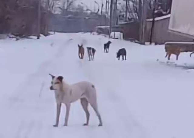В Новосибирске дворняги до смерти загрызли женщину. Фото: t.me/mash_siberia