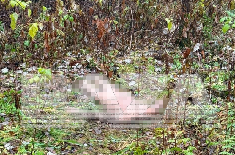 В Екатеринбурге бегун нашел в лесопарке голое обезглавленное тело женщины. Фото: t.me/bazabazon