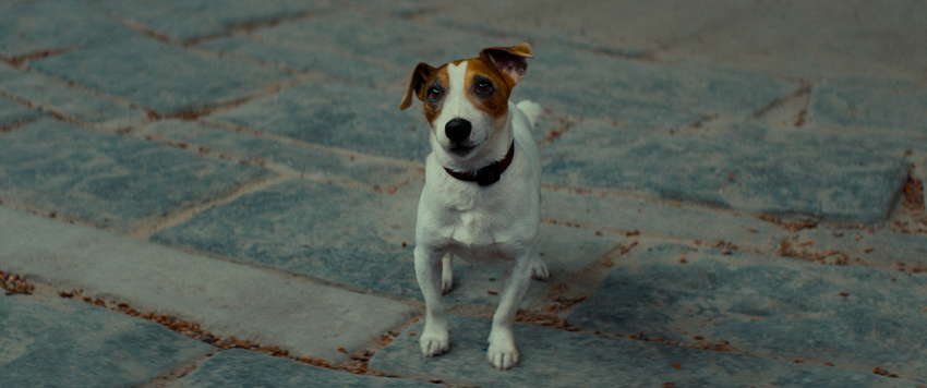 Очаровательного пса Тотошку сыграл джек-рассел-терьер по кличке Уджер. Фото предоставлено пресс-службой "Централ Партнершип"