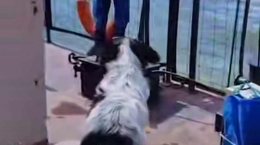 В Новосибирской области потерянный пес все лето прождал хозяев на пароме. Фото: t.me/mash_siberia