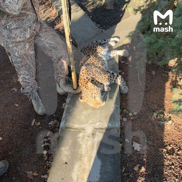 В Ставропольском крае домашний леопард напал на своего хозяина и сбежал на волю. Фото: t.me/breakingmash