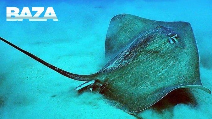 В Подмосковье женщина чуть не умерла от яда, уколовшись при готовке шипом ската. Фото: t.me/bazabazon