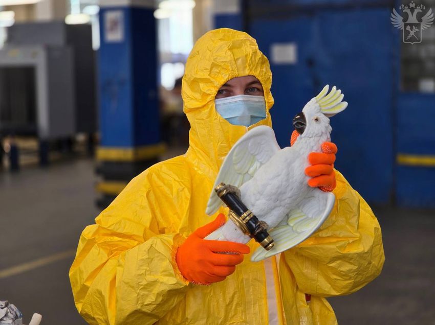 В Москве на таможне нашли посылку из Германии с радиоактивным попугаем. Фото: t.me/customs_rf