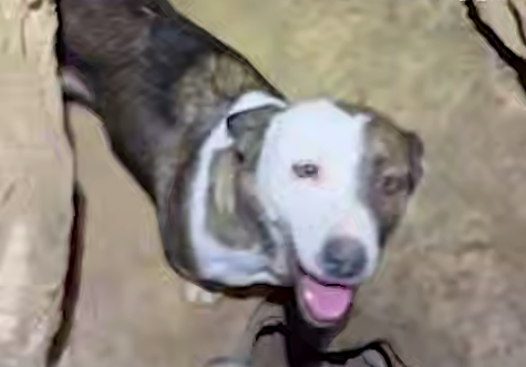 В Башкирии туристы спасли пса, который провалился в пещеру и провел там сутки. Фото: t.me/mash_batash