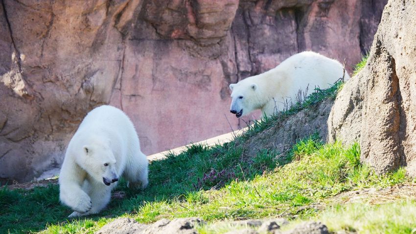 Сёстры Лаерка и Астра играют. Фото: livescience.com