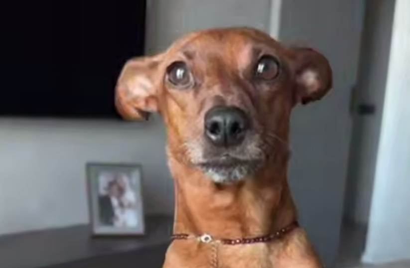 Утренняя сирена в Петербурге довела домашних животных до нервного срыва. Фото: t.me/mashmoyka