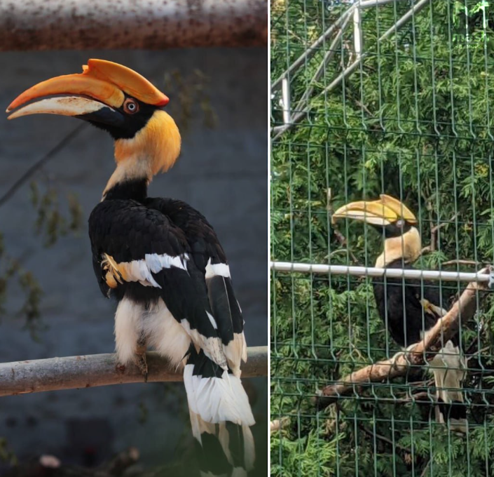 Птица выпорхнула во время замены вольера. ФОТО: t.me/mashmoyka