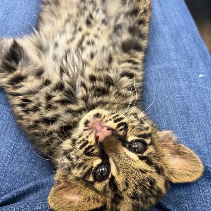 Кошечка чувствует себя в кабинете замдиректора комфортно. Фото: vk.com/novosibirsk_zoo