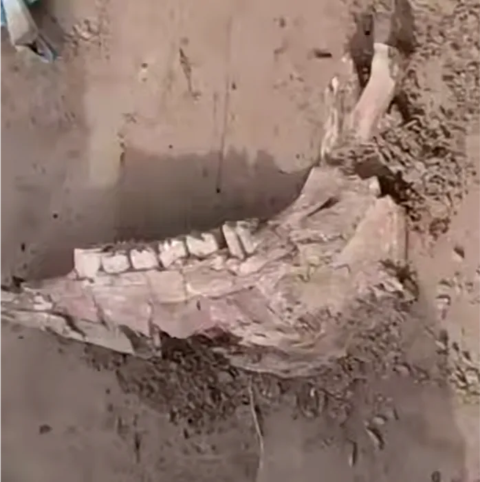 В Красноярской области археологи откопали кости мамонта, которым более 11700 лет. Фото: t.me/kras_mash