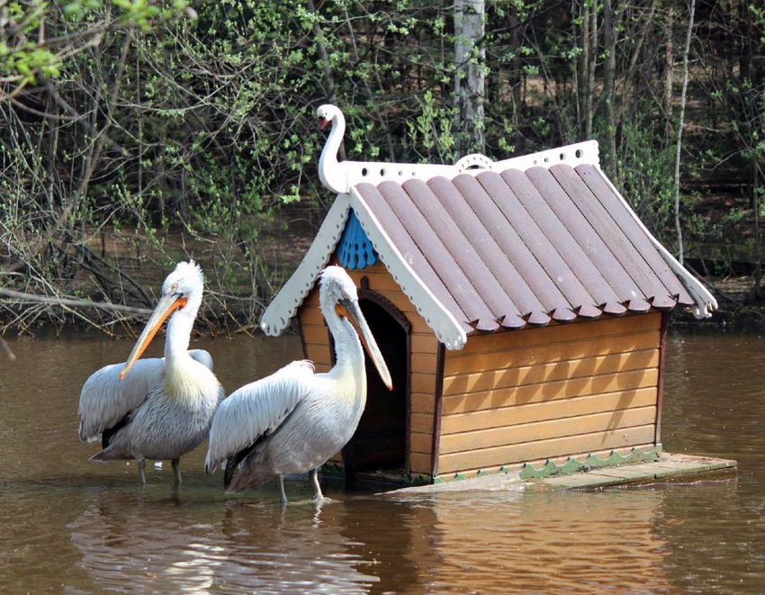 В Нижегородском зоопарке неизвестный живодер застрелил пеликана. Фото: @limpopozoo