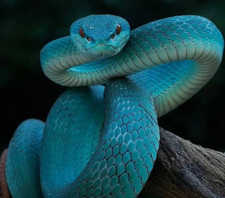 В Склифе врачи спасли 50-летнюю женщину, которую укусила ядовитая домашняя змея. Фото: соцсети