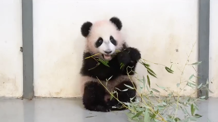 5-месячная панда Катюша из Московского зоопарка учится кушать бамбук, как мама. Фото: @svetlanaakulova1