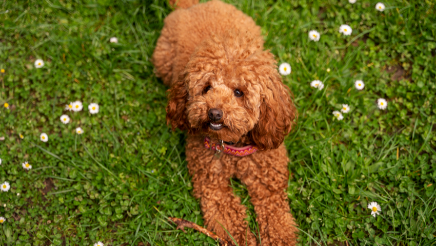 Пудель. Фото: freepik.com
