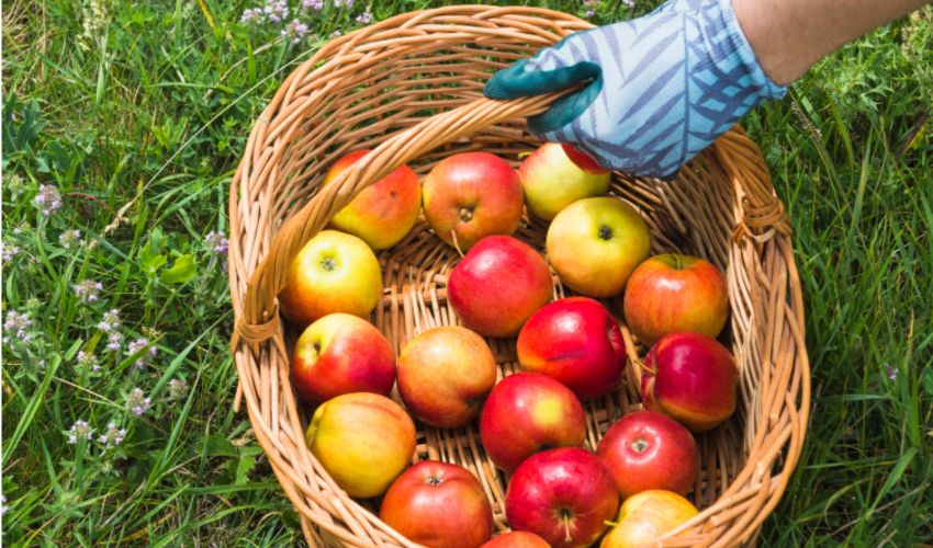 В сентябре наступает время сбора урожая осенних и зимних сортов яблок и груш. Фото: freepik.com