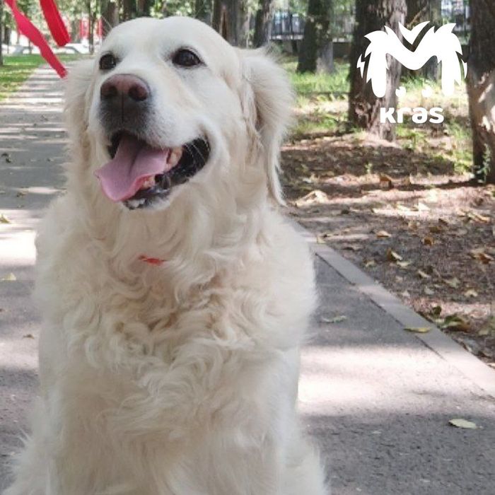 Под Красноярском собака умерла, спасая девочку-хозяйку из горящей квартиры. Фото: t.me/kras_mash