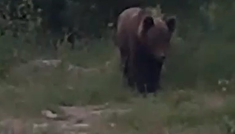 Миша умял запас продуктов на глазах у рыбаков. Фото: @t.me/mash_siberia