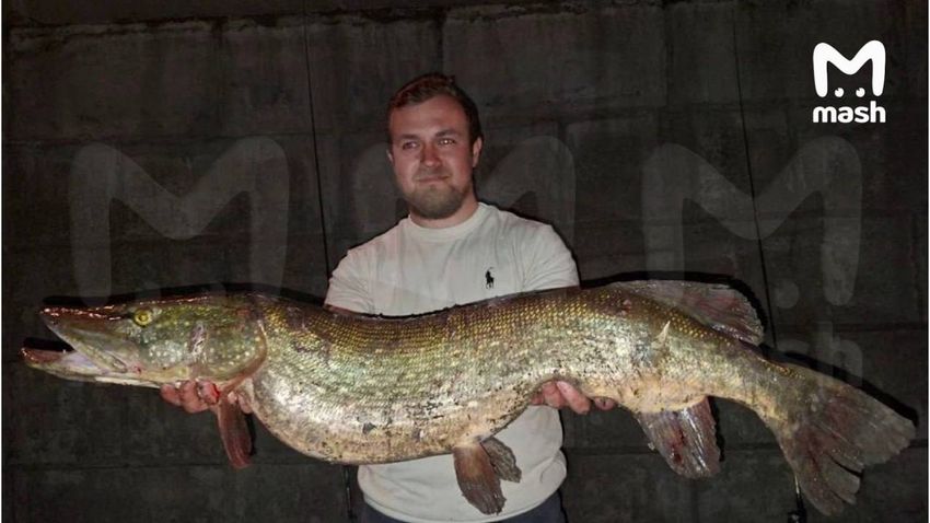 Трое рыбаков выловили из Москвы-реки в центре столицы 9-килограммовую щуку. Фото: @breakingmash