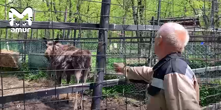 Лосиха Наденька. Фото: @amur_mash