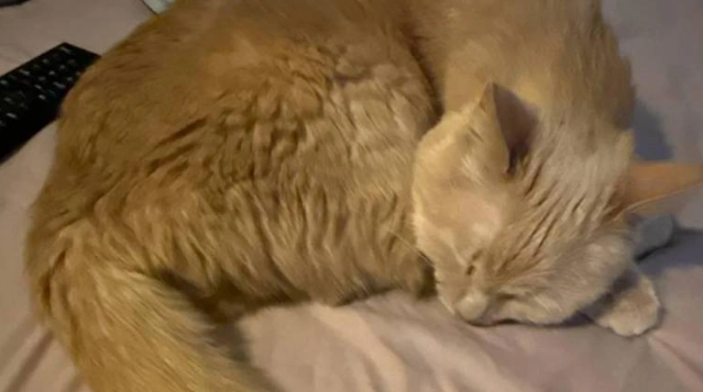 В Москве сотрудница аэропорта забрала домой кота, которого бросили там хозяева. Фото: соцсети