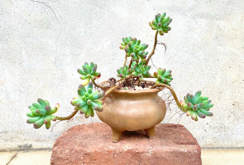 Для бонсая годятся и суккуленты. Фото: sublimesucculents.com