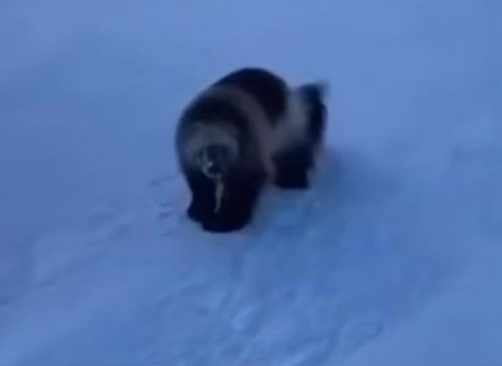 На Камчатке росомаха пришла к рыбакам, поиграла с ними и украла улов. Фото: t.me/amur_mash