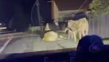 В Иркутской области внедорожник врезался в стадо коров, задавив двоих на смерть. Фото: t.me/babr_mash